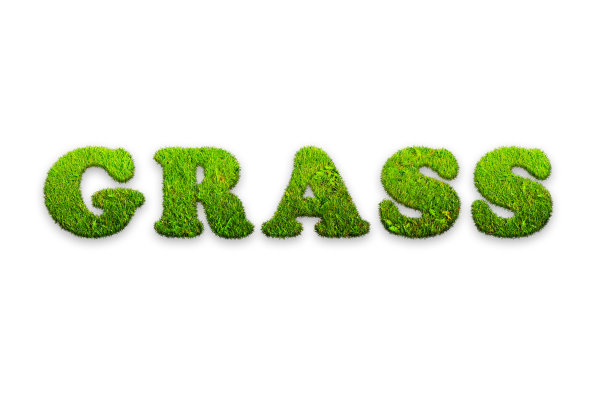 碑文草由绿色的草在白色的背景图片下载