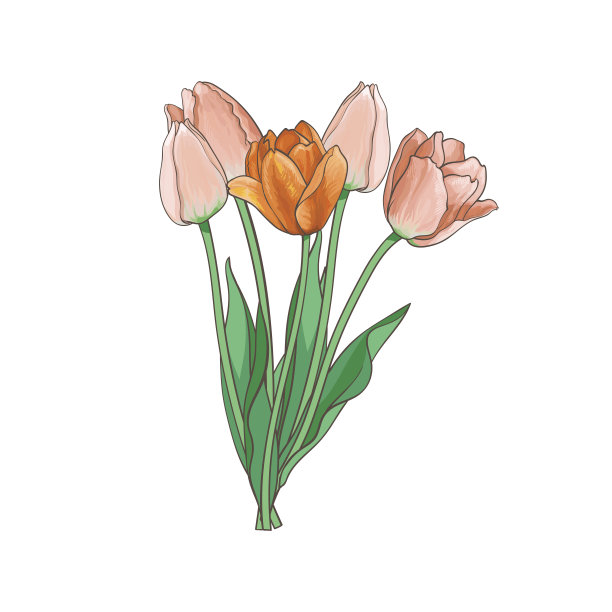矢量郁金香花束隔离插画素材图片