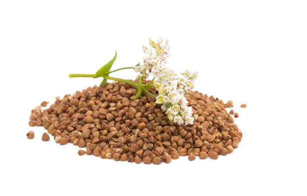 这张荞麦花的照片是由一个说谎的近距离拍摄的图片下载