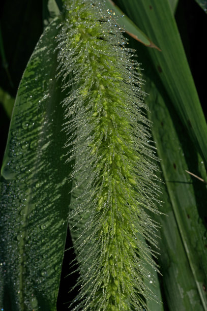 狐尾草上的露珠图片下载