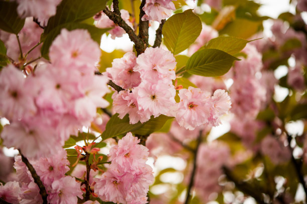 春天的花图片下载