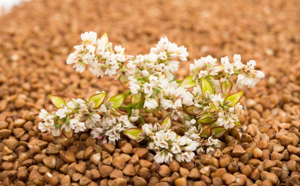 这张荞麦花的照片是由一个说谎的近距离拍摄的图片下载
