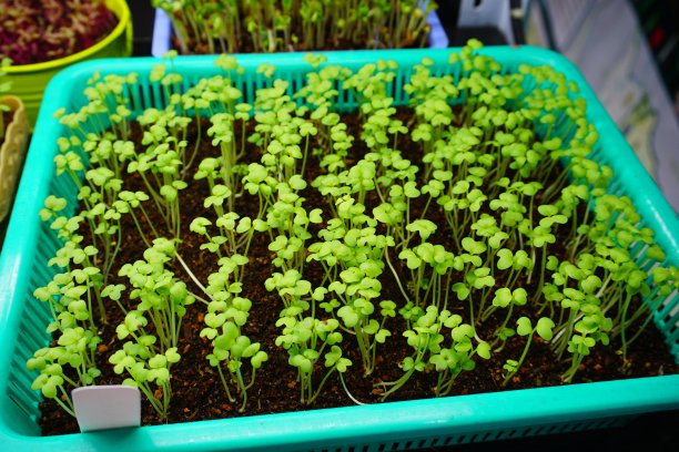 年轻的植物图片下载