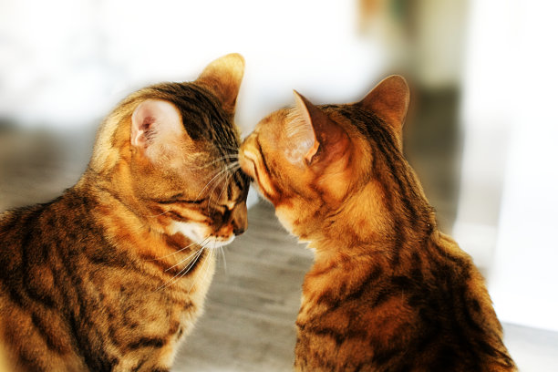 阳光明媚的房间里，两只孟加拉猫面对面。一个在梳理另一个。这幅画反映了爱，养育，友谊，猫图片下载