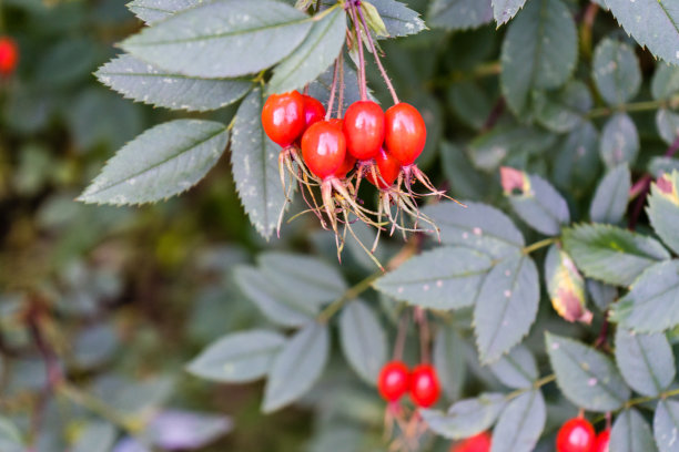 红色的果实悬挂在植物上图片下载