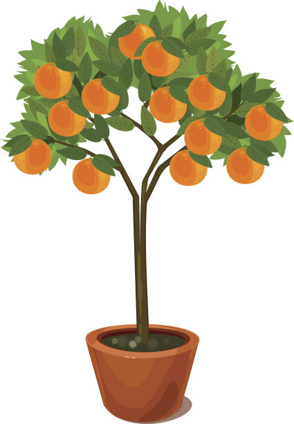 花盆橙树图片下载