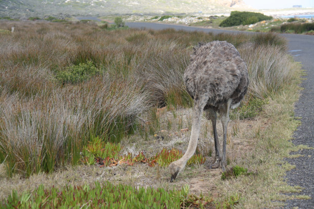 南非角点的鸸鹋图片下载
