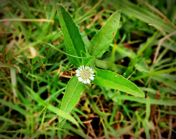 墨旱莲阿尔巴图片下载