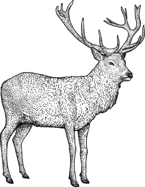 鹿插画、素描、雕刻、墨水、线条艺术矢量图图片下载