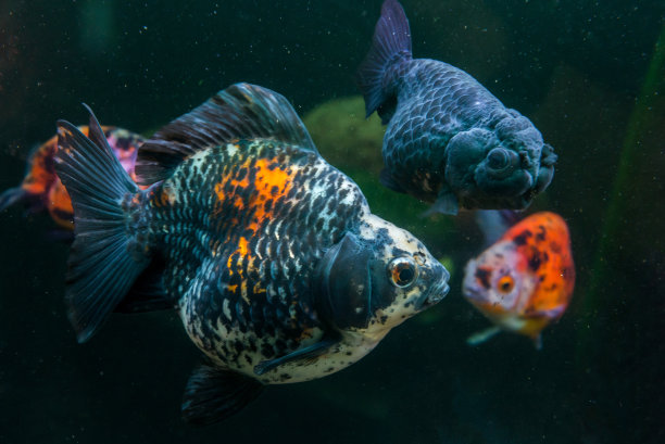 三色琉球金鱼和黑色兰楚金鱼素材图片