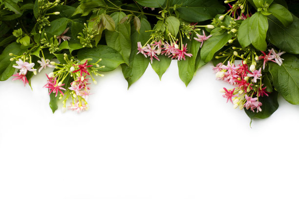 红仰光攀缘花图片下载