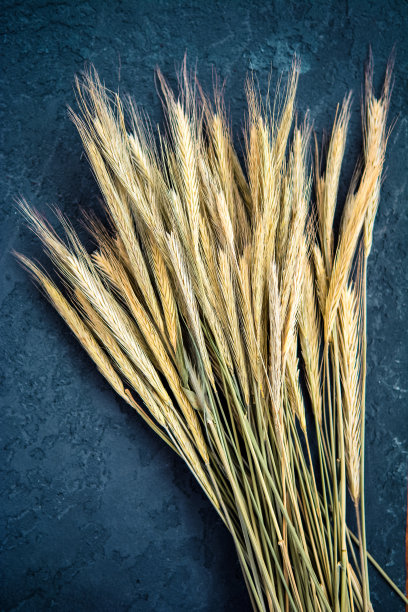 干黄的麦穗图片下载