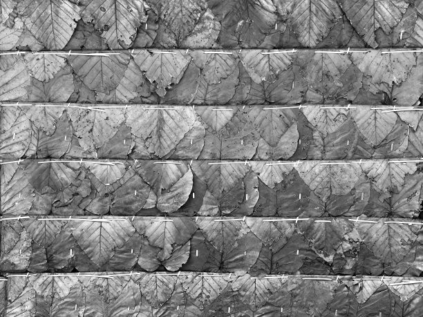 干叶子纹理。图片下载