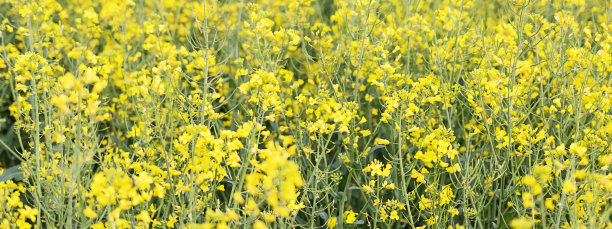 油菜籽田，盛开的油菜花近。图片下载