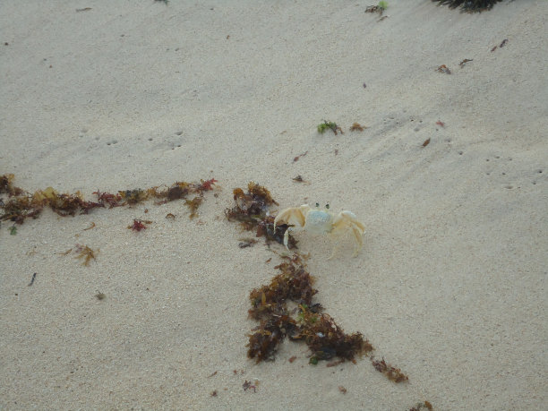 沙滩上的螃蟹图片下载