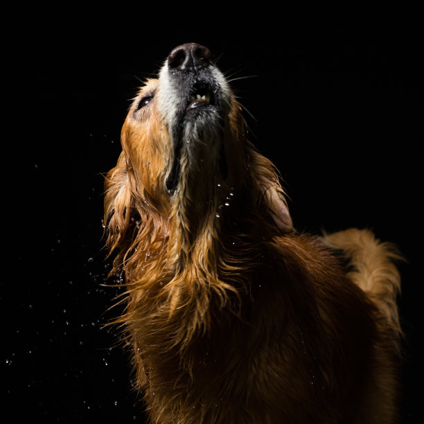 沐浴犬金毛寻回犬素材图片