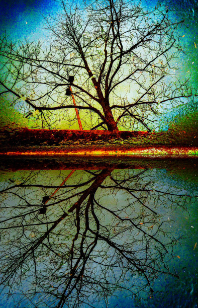 晚上树反射图片下载