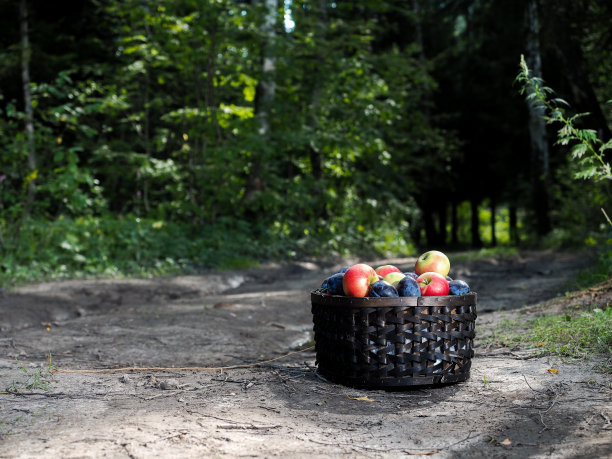 树林里的小路上放着一个装着苹果和李子的大篮子图片下载