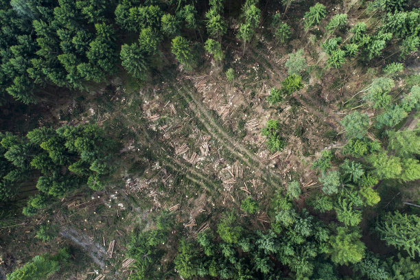风暴在森林清理工作中的破坏图片下载