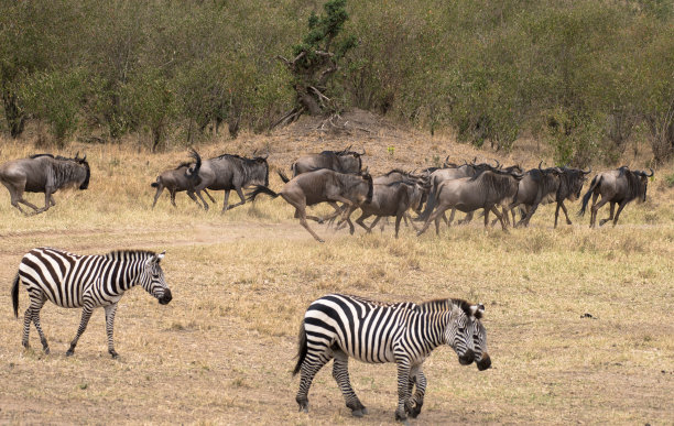 羚羊的一种图片下载