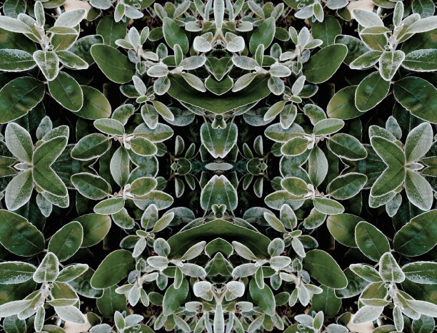 叶万花筒文摘图片下载