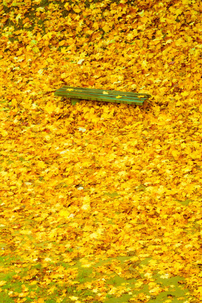 秋天秋天的风景。城市公园里的长椅和树叶。图片下载