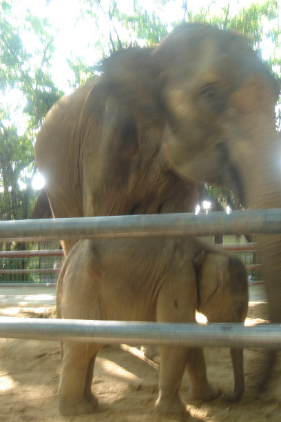 一只在泰国饲养的大象图片下载