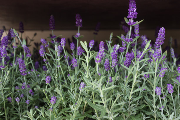 冬季耐寒的美国植物-杜鹃花科图片下载