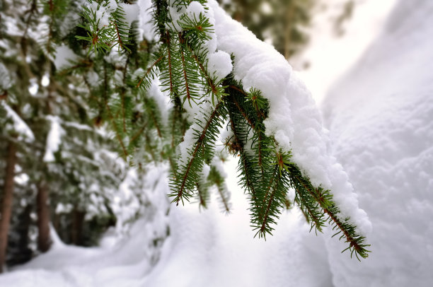 雪冷杉图片下载