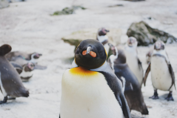 王企鹅图片下载