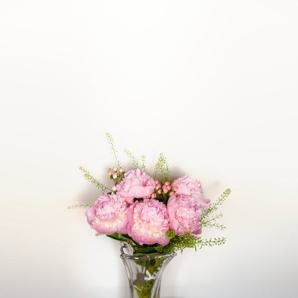 粉色牡丹群图片下载