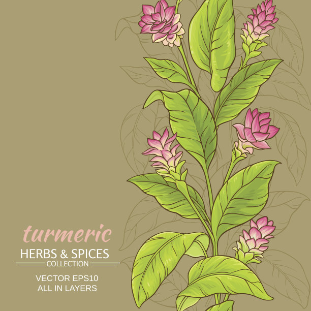 姜黄花背景图片下载