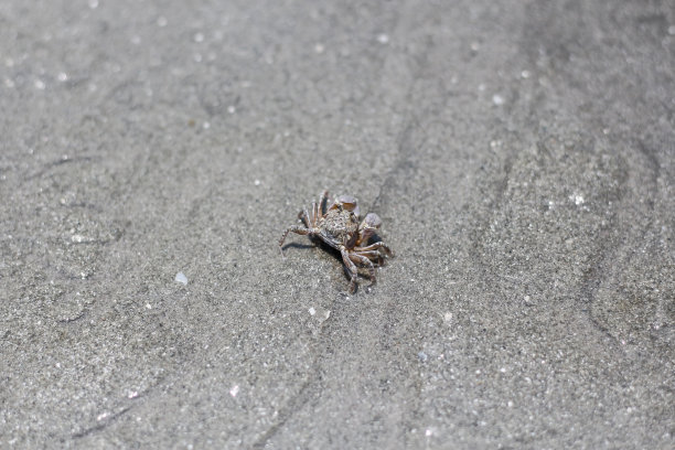 小螃蟹图片下载