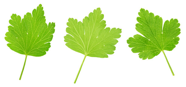 一套醋栗的叶子孤立在白色的图片下载