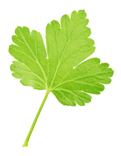醋栗叶孤立在白色上。详细的修整图片下载