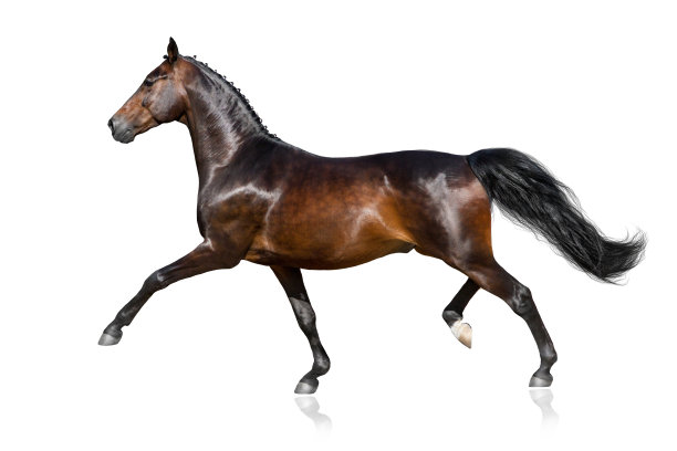 骑着白马小跑图片下载