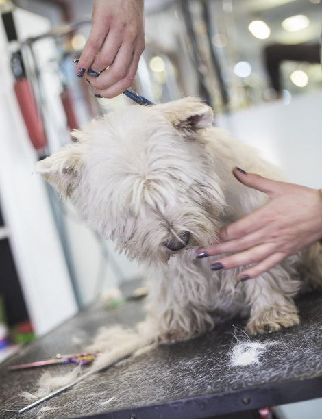 狗狗美容图片下载