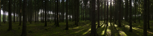 森林里的树木图片下载