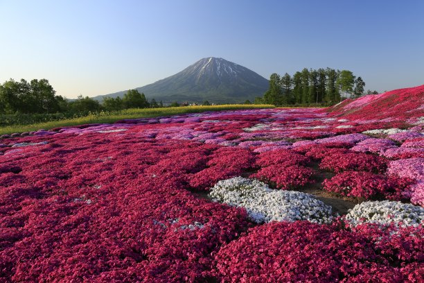 苔藓夹竹桃和yotei山图片下载