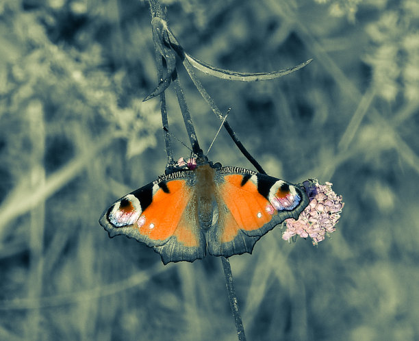 神奇的蝴蝶以不同的颜色为背景，柔和多彩的自然散景。地球上独一无二的昆虫。野生动物。宏观照片图片下载