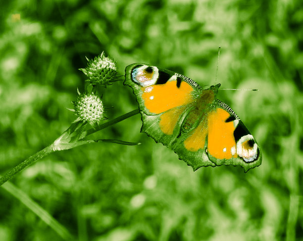 神奇的蝴蝶以不同的颜色为背景，柔和多彩的自然散景。地球上独一无二的昆虫。野生动物。宏观照片图片下载