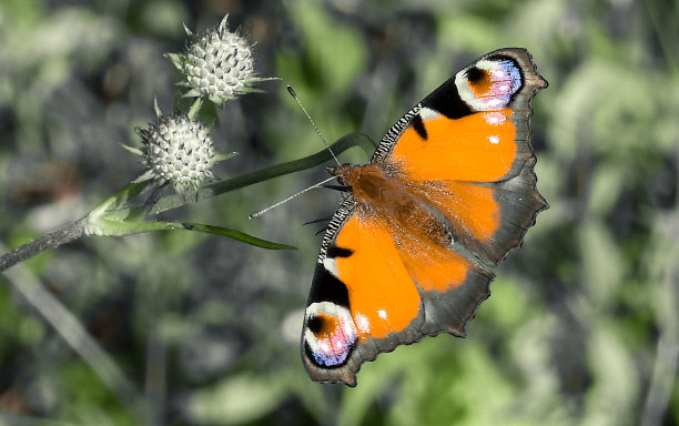 神奇的蝴蝶以不同的颜色为背景，柔和多彩的自然散景。地球上独一无二的昆虫。野生动物。宏观照片图片下载