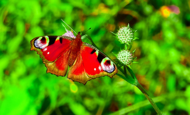 不同颜色的红色魔术蝴蝶在柔和多彩的自然背景下散景。地球上独一无二的昆虫。野生动物。宏观照片图片下载