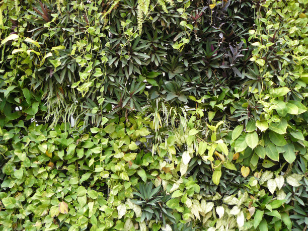 垂直花园图片下载