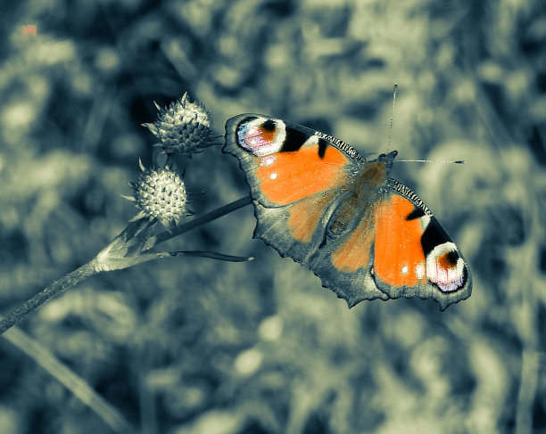 神奇的蝴蝶以不同的颜色为背景，柔和多彩的自然散景。地球上独一无二的昆虫。野生动物。宏观照片图片下载