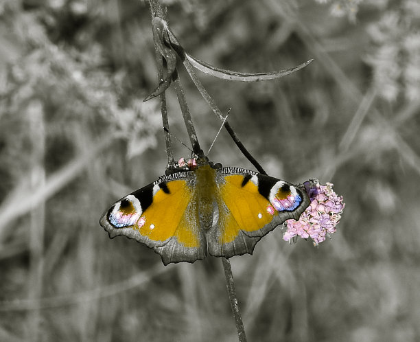 神奇的蝴蝶以不同的颜色为背景，柔和多彩的自然散景。地球上独一无二的昆虫。野生动物。宏观照片图片下载