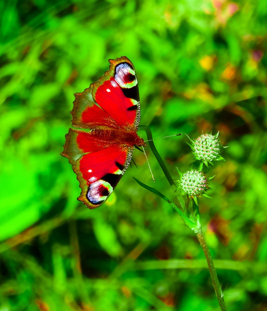 不同颜色的红色魔术蝴蝶在柔和多彩的自然背景下散景。地球上独一无二的昆虫。野生动物。宏观照片图片下载