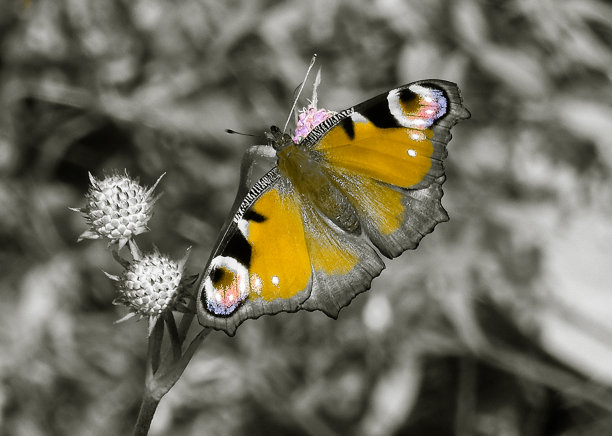 神奇的蝴蝶以不同的颜色为背景，柔和多彩的自然散景。地球上独一无二的昆虫。野生动物。宏观照片图片下载