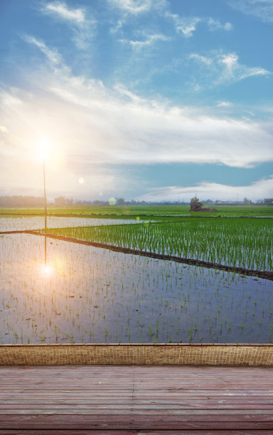 合成有纹理的木板地板和绿地背景。素材图片