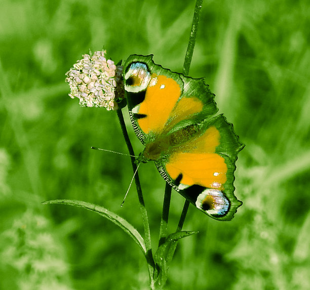 神奇的蝴蝶以不同的颜色为背景，柔和多彩的自然散景。地球上独一无二的昆虫。野生动物。宏观照片图片下载